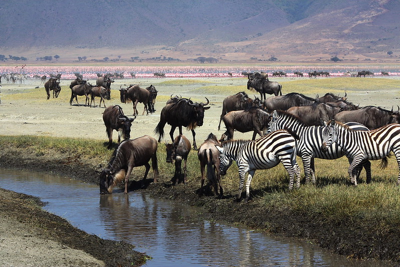 Ngorongoro Image